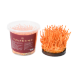 ĐTHT Sinh khối tươi – Hộp 180gram gồm cả đế